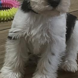 Blaze - Parti male Miniature Schnauzer puppy in Carriere, Mississippi from Sassy Schnauzers