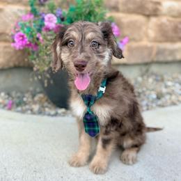 Scuttle - Merle male Goldendoodle puppy in Marion, Ohio from Doodles & Doxies