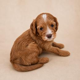Chance - Red male Cavapoo puppy in Floyd, Virginia from Hearts and Paws Poodles and Doodles