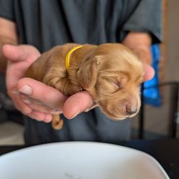 Yellow girl - Red female Dachshund puppy in Kelso, Washington from New Age Doxies