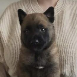 Male 1 - Fawn sable male Belgian Malinois puppy in Steelville, Missouri from Chaland