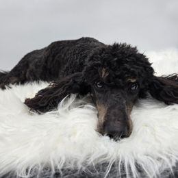 Zeva - Poodle