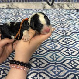 Carrot - Black and white female Sheepadoodle puppy in Chesapeake, Virginia from Doodle-Cove