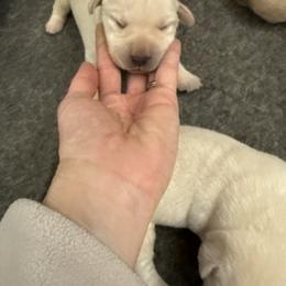 Boy 2- White English Lab - Yellow male Labrador Retriever puppy in Isanti, Minnesota from Four Corners Family Labs