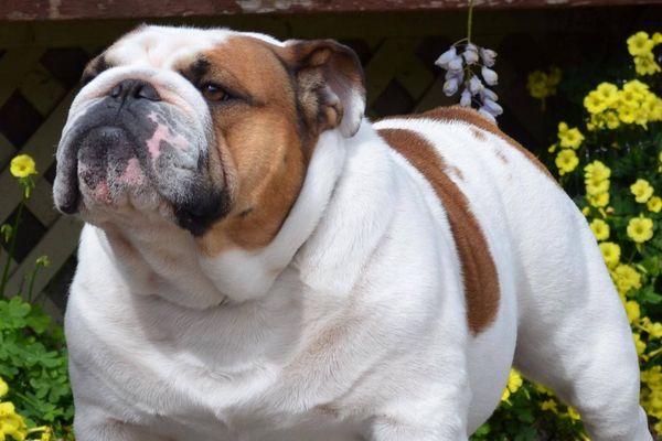 Bulldog standing with flowers in background