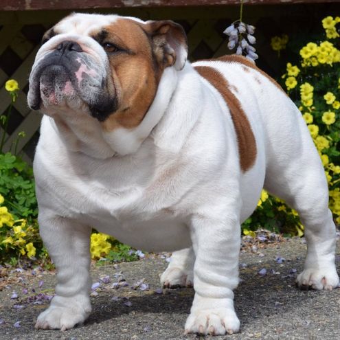 Bulldog standing with flowers in background