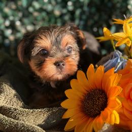 Girl 3 - Black and tan female Yorkshire Terrier puppy in Richmond, Texas from Perfectly Posh Pets