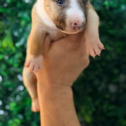 Gavilan - Red and white male Miniature Bull Terrier puppy in California from Shark Head Bullies MBT