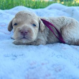 Liberty - Buff female Cockapoo puppy in Bedford, Iowa from Our Father’s Doodles