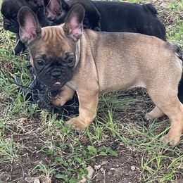 Girl 2 - female French Bulldog puppy in Comfort, Texas from Dayna Gwaltney
