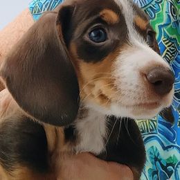 Miss Maria - Chocolate and tan female Dachshund puppy in Pahrump, Nevada from Heaven Sent Doxies
