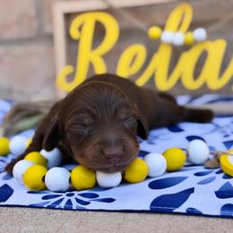 Chocolate And Tan Male - Chocolate and tan male Dachshund puppy in Horizon City, Texas from Willipaws