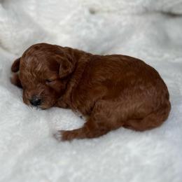 AKC Pumpkin - Female - Clear - Red  female Poodle puppy in Tampa, Florida from The Sweet Life of a Toy Poodle