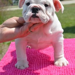 Bulldog and Shetland Sheepdog Puppies from Smooch-A-Bulls English Bulldogs & M&M Shelties