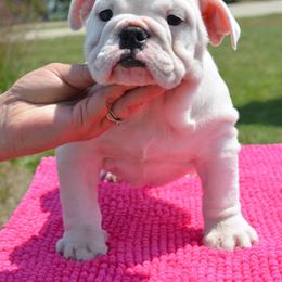 Bulldog and Shetland Sheepdog Puppies from Smooch-A-Bulls English Bulldogs & M&M Shelties