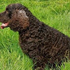 American Water Spaniels from Starry Waters American Water Spaniels
