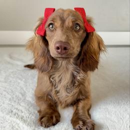 Tipsy - Dachshund