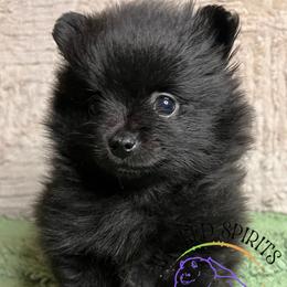 HOLD AKC FLY - Black female Pomeranian puppy in Watkins Glen, New York from Wicked Spirits Pomeranians