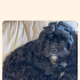 Cavapoo All Grown Up from Carolina Canines