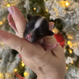 Teddy - Black and white male Havanese puppy in Independence, Iowa from EClair's Havanese