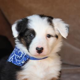 Shadow - AKC Reg Black Tri - Tri-color male Border Collie puppy in Courtland, Alabama from C Bar C Ranch Border Collies
