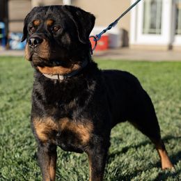Rottweilers from Von Cazares Rottweilers
