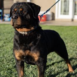 Rottweilers from Von Cazares Rottweilers
