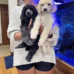 Boy 6 - Poodle puppy from Lake Effect Poodles, Leesa’s Jewlz