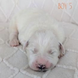 Boy 5 - White male Great Pyrenees puppy in Yakima, Washington from Naches Heights Ranch