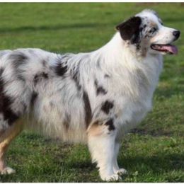 Ameriana - Australian Shepherd