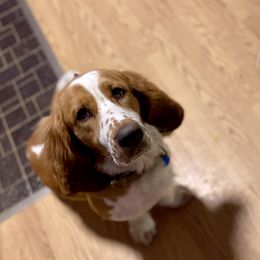 Basset Hounds from Birdsong's Bassets