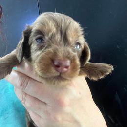 PIC (partner in crime) - Dapple male Dachshund puppy in Bigfork, Minnesota from Dachshunds Up North