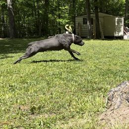Cat - Gray Cane Corso puppy in Alabama from Cane Sportivo