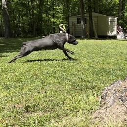 Cat - Gray Cane Corso puppy in Alabama from Cane Sportivo