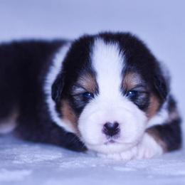 Capri - Black tri-color female Australian Shepherd puppy in Easton, Missouri from MMA Kennel