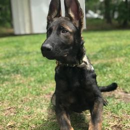 German Shepherds from Vickery Shepherds