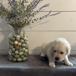 Red collar - Golden Retriever puppy in Foreman, Arkansas from Indy's Goldens