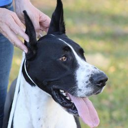 Great Dane All Grown Up from Boulder View Danes