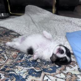 Pomeranian Puppies from Laura Velli
