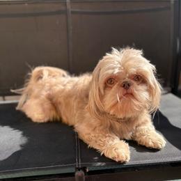 Cooper - Lilac male Shih Tzu puppy in Las Vegas, Nevada from Vegas Shih Tzus