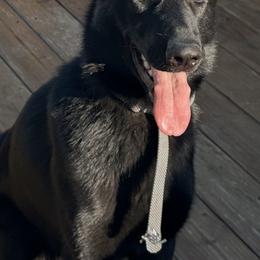 Harley - Black female Labrador Retriever puppy in Marengo, Ohio from Alum Creek Labradors