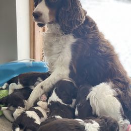 English Springer Spaniel Puppies from Naturally Reared English Springer Spaniels