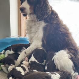 English Springer Spaniel Puppies from Naturally Reared English Springer Spaniels