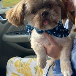 Shih Tzus from BAMS Lil Beauties