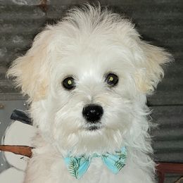 Maltipoo All Grown Up from Long View Family Maltipoos