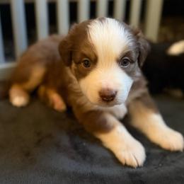 Stone - Red tri-color male Miniature American Shepherd puppy in Phoenix, Arizona from Outlaw Minis
