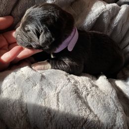 Girl 3 - Black Pyredoodle puppy in Pleasant Plains, Arkansas from Sweet Dixie Doodles