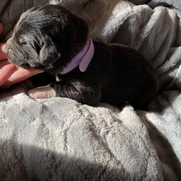Girl 3 - Black Pyredoodle puppy in Pleasant Plains, Arkansas from Sweet Dixie Doodles