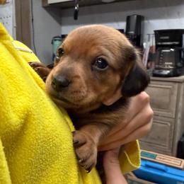 Crumpet - Wild  boar and tan male Dachshund puppy in St Johns, Arizona from Glamorous Doxies