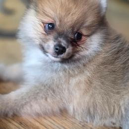 Adkpom Brittney Orange Sable - Orange sable female Pomeranian puppy in Gloversville, New York from ADKPOM Adirondack Pomeranians